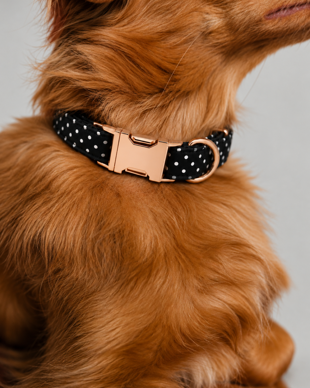 Collier pour chien DOTS