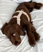 Harnais pour chien TEDDY Crème