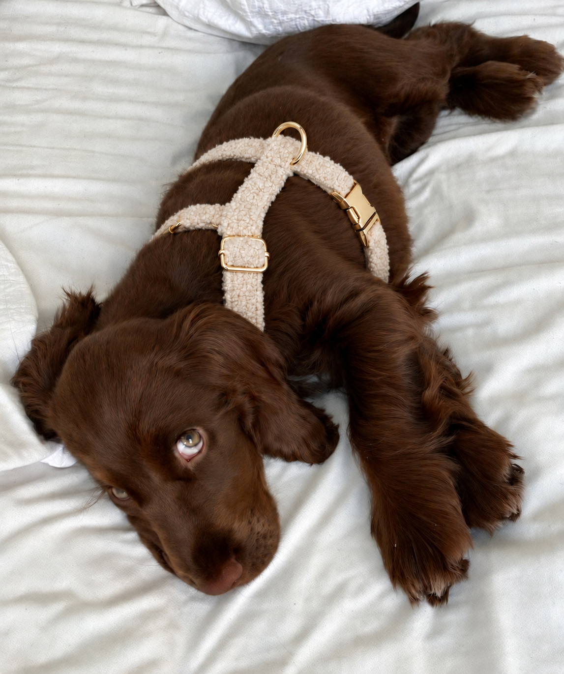 Harnais pour chien TEDDY Crème