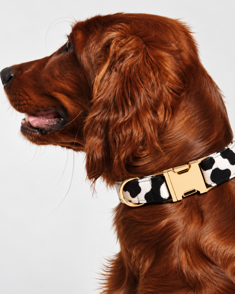 Collier pour chien MOO
