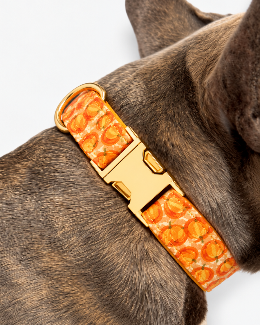 Collier pour chien PUMKIN