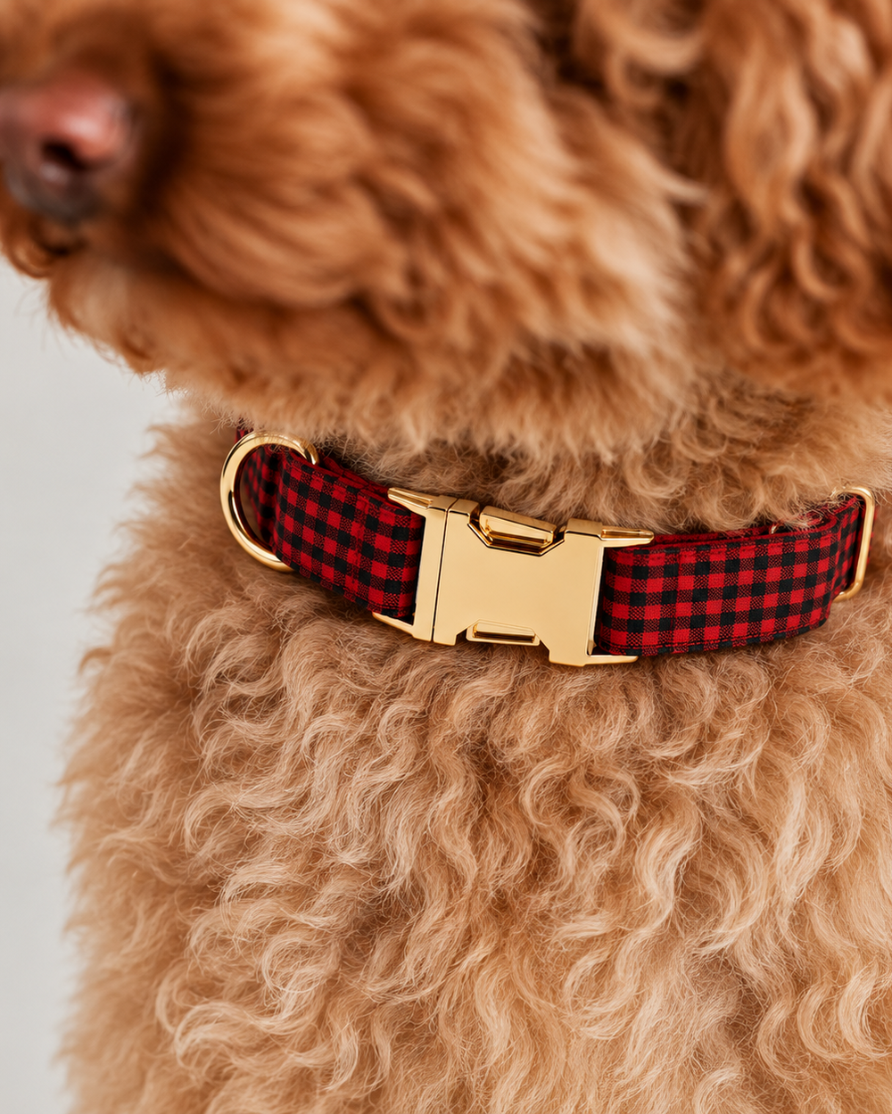 Collier pour chien VICHY